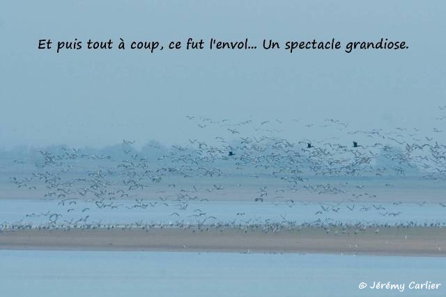 b12_Lac du Der-041txngw_GF.jpg